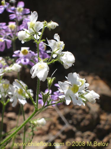 Schizanthus porrigens의 사진