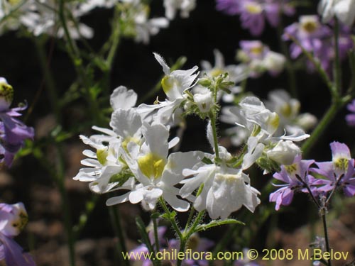 Schizanthus porrigensの写真