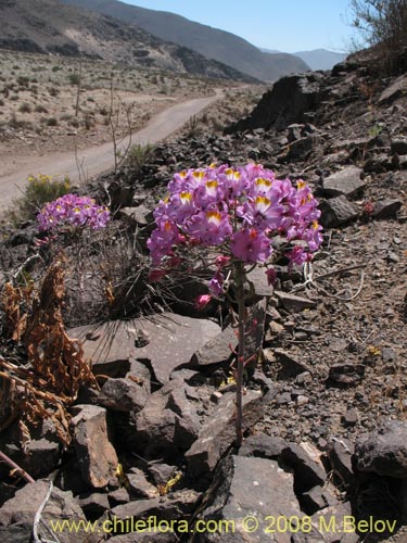 Фотография Alstroemeria schizanthoides var. schizanthoides (). Щелкните, чтобы увеличить вырез.