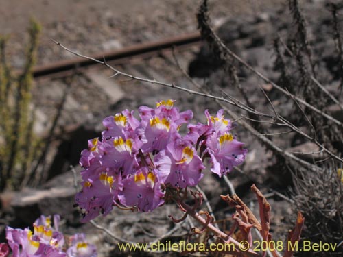 Imágen de Alstroemeria schizanthoides var. schizanthoides (). Haga un clic para aumentar parte de imágen.