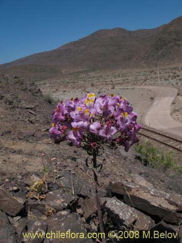 Bild von Alstroemeria schizanthoides var. schizanthoides (). Klicken Sie, um den Ausschnitt zu vergrössern.