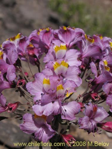 Alstroemeria schizanthoides var. schizanthoides의 사진