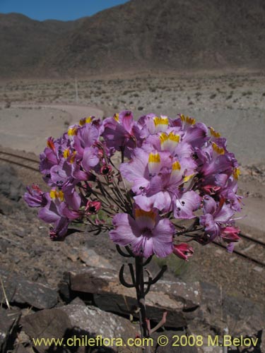 Image of Alstroemeria schizanthoides var. schizanthoides (). Click to enlarge parts of image.