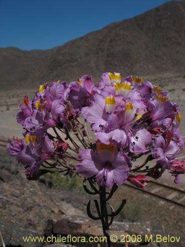 Фотография Alstroemeria schizanthoides var. schizanthoides (). Щелкните, чтобы увеличить вырез.