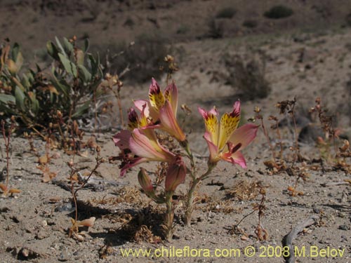 Imágen de Alstroemeria diluta ssp. chrysantha (01-12-2008). Haga un clic para aumentar parte de imágen.