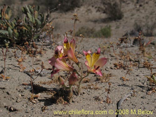 Image of Alstroemeria diluta ssp. chrysantha (). Click to enlarge parts of image.