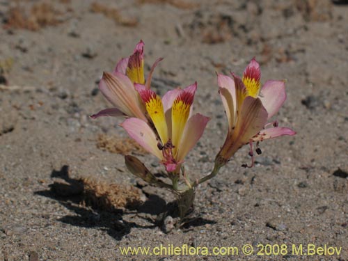 Фотография Alstroemeria diluta ssp. chrysantha (). Щелкните, чтобы увеличить вырез.