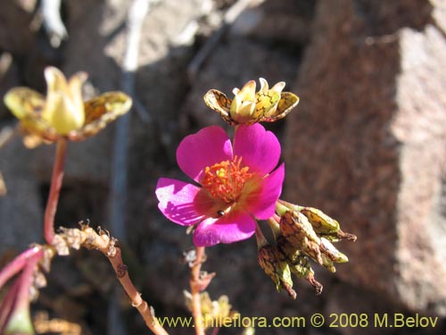 Image of Calandrinia sp. #3070 (). Click to enlarge parts of image.