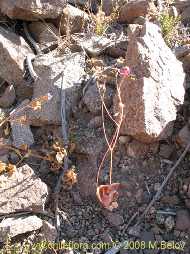 Bild von Calandrinia sp. #3070 (). Klicken Sie, um den Ausschnitt zu vergrössern.