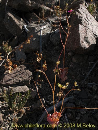 Imágen de Calandrinia sp. #3070 (). Haga un clic para aumentar parte de imágen.