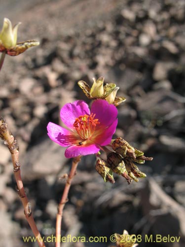 Imágen de Calandrinia sp. #3070 (). Haga un clic para aumentar parte de imágen.