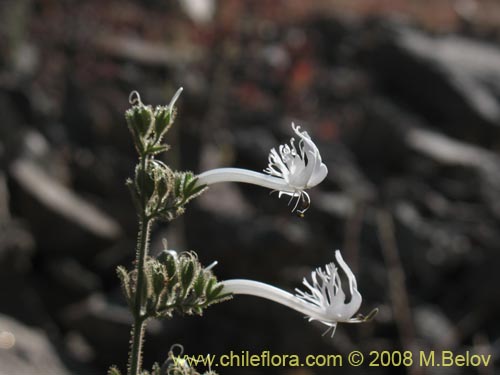 Image of Schizanthus integrifolius (). Click to enlarge parts of image.