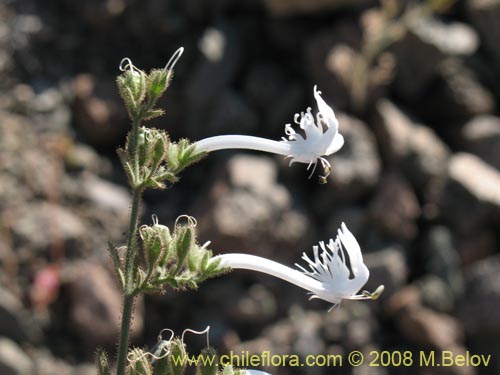 Schizanthus integrifolius的照片