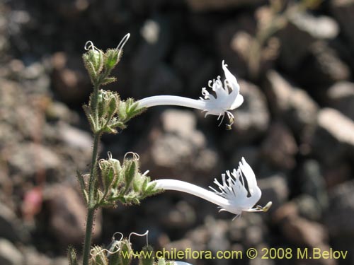 Image of Schizanthus integrifolius (). Click to enlarge parts of image.