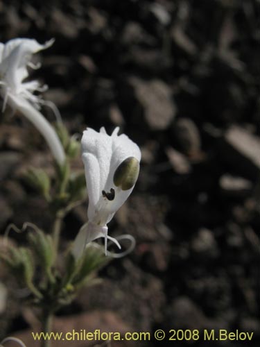 Bild von Schizanthus integrifolius (). Klicken Sie, um den Ausschnitt zu vergrössern.