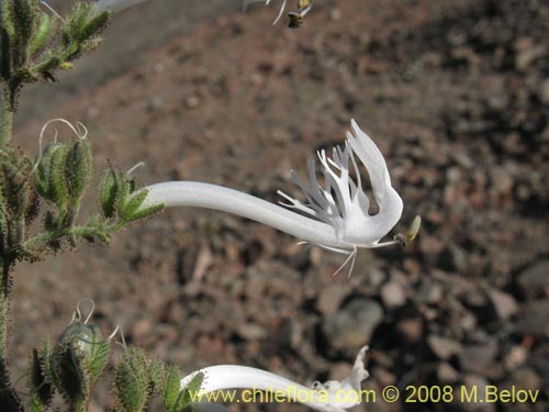 Schizanthus integrifolius的照片
