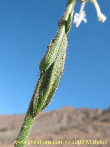 Image of Schizanthus integrifolius (). Click to enlarge parts of image.