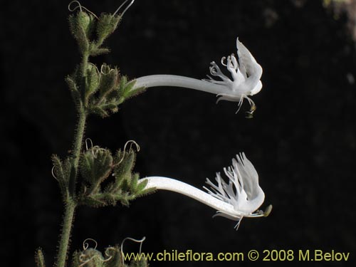 Bild von Schizanthus integrifolius (). Klicken Sie, um den Ausschnitt zu vergrössern.