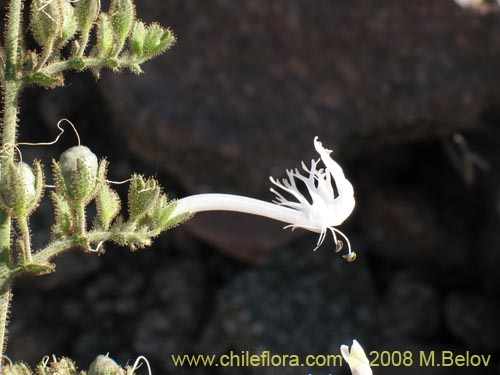 Фотография Schizanthus integrifolius (). Щелкните, чтобы увеличить вырез.