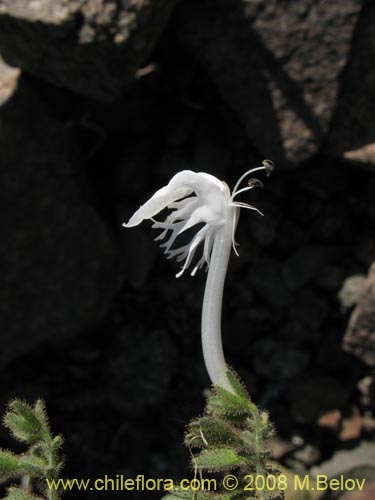 Фотография Schizanthus integrifolius (). Щелкните, чтобы увеличить вырез.