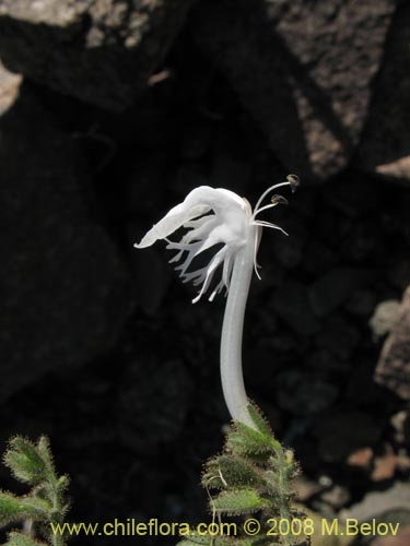 Bild von Schizanthus integrifolius (). Klicken Sie, um den Ausschnitt zu vergrössern.