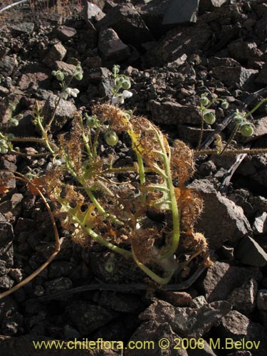 Фотография Loasa floribunda (Ortiga brava, Ortiga caballuna). Щелкните, чтобы увеличить вырез.