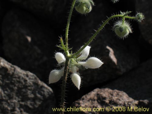 Image of Loasa floribunda (Ortiga brava, Ortiga caballuna). Click to enlarge parts of image.