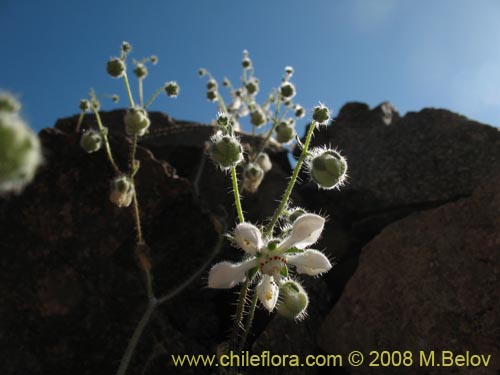 Imágen de Loasa floribunda (Ortiga brava, Ortiga caballuna). Haga un clic para aumentar parte de imágen.