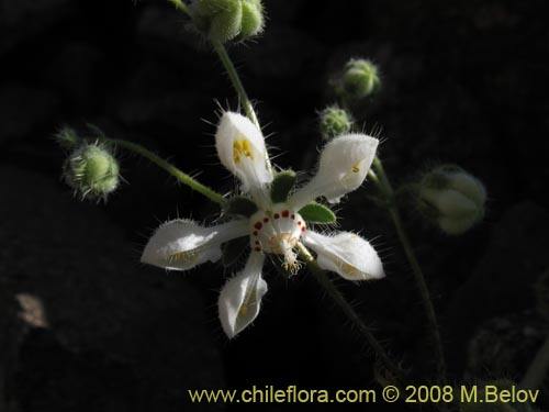 Imágen de Loasa floribunda (Ortiga brava, Ortiga caballuna). Haga un clic para aumentar parte de imágen.