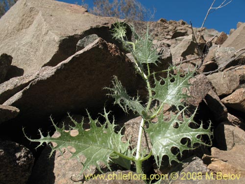 Image of Loasa floribunda (Ortiga brava, Ortiga caballuna). Click to enlarge parts of image.