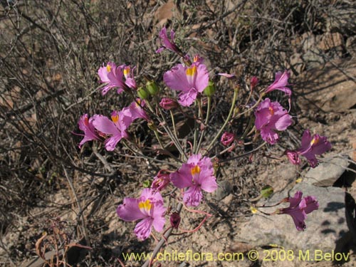 Image of Alstroemeria schizanthoides var. schizanthoides (). Click to enlarge parts of image.