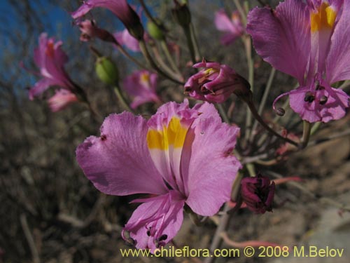 Image of Alstroemeria schizanthoides var. schizanthoides (). Click to enlarge parts of image.