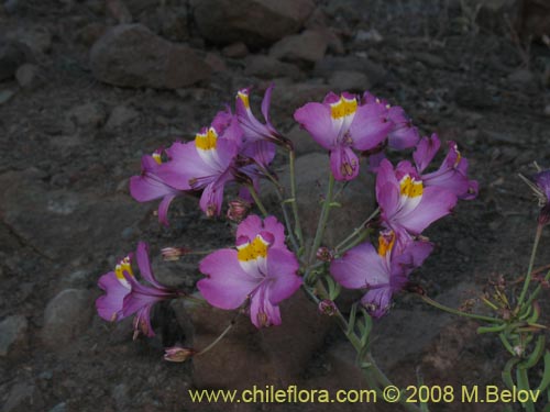 Imágen de Alstroemeria schizanthoides var. schizanthoides (). Haga un clic para aumentar parte de imágen.