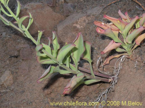 Alstroemeria schizanthoides var. schizanthoidesの写真