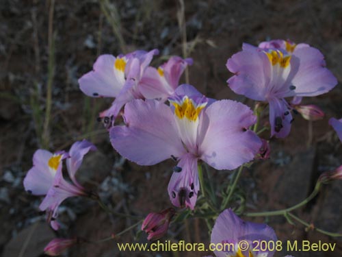 Alstroemeria schizanthoides var. schizanthoides的照片