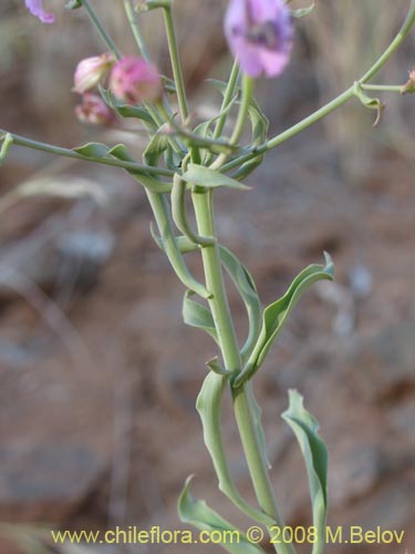 Image of Alstroemeria schizanthoides var. schizanthoides (). Click to enlarge parts of image.