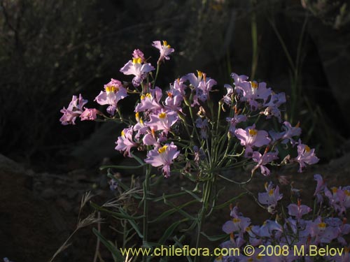 Фотография Alstroemeria schizanthoides var. schizanthoides (). Щелкните, чтобы увеличить вырез.