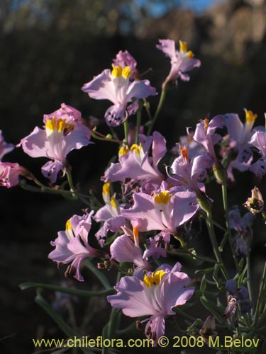 Imágen de Alstroemeria schizanthoides var. schizanthoides (). Haga un clic para aumentar parte de imágen.