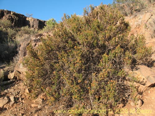 Imágen de Heliotropium sinuatum (). Haga un clic para aumentar parte de imágen.