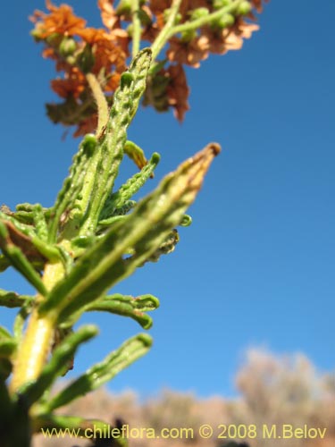 Imágen de Heliotropium sinuatum (). Haga un clic para aumentar parte de imágen.