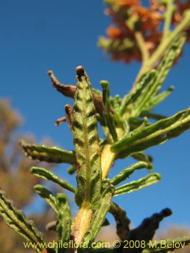 Imágen de Heliotropium sinuatum (). Haga un clic para aumentar parte de imágen.