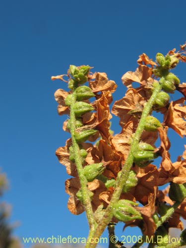 Imágen de Heliotropium sinuatum (). Haga un clic para aumentar parte de imágen.