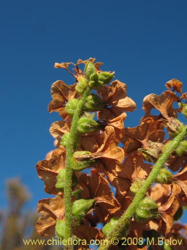 Imágen de Heliotropium sinuatum (). Haga un clic para aumentar parte de imágen.