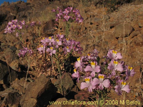 Bild von Alstroemeria schizanthoides var. schizanthoides (). Klicken Sie, um den Ausschnitt zu vergrössern.