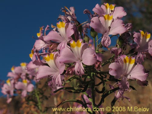 Image of Alstroemeria schizanthoides var. schizanthoides (). Click to enlarge parts of image.