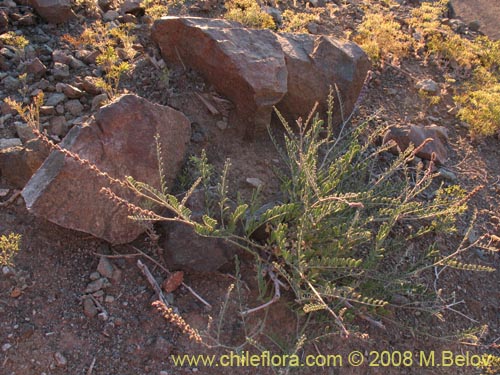 Image of Errazurizia multifoliolata (Flor de la vela). Click to enlarge parts of image.