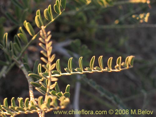 Bild von Errazurizia multifoliolata (Flor de la vela). Klicken Sie, um den Ausschnitt zu vergrössern.