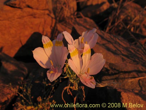 Alstroemeria leporina的照片