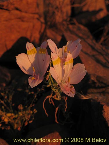 Alstroemeria leporinaの写真