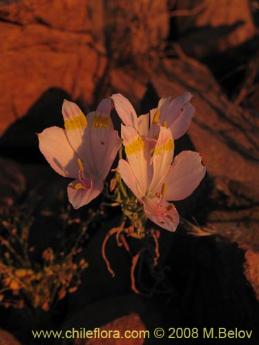 Image of Alstroemeria leporina (). Click to enlarge parts of image.